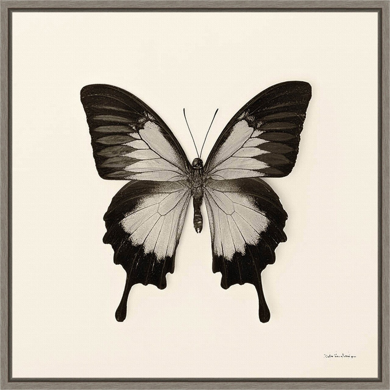 Butterfly III BW Crop by Debra Van Swearingen 16-in. W x 16-in. H. Canvas Wall Art Print Framed in Grey